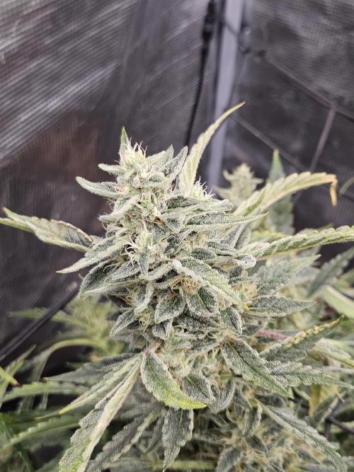 First Time in Coco... Send Help. Week 12