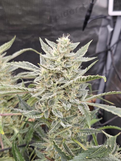 First Time in Coco... Send Help. Week 12