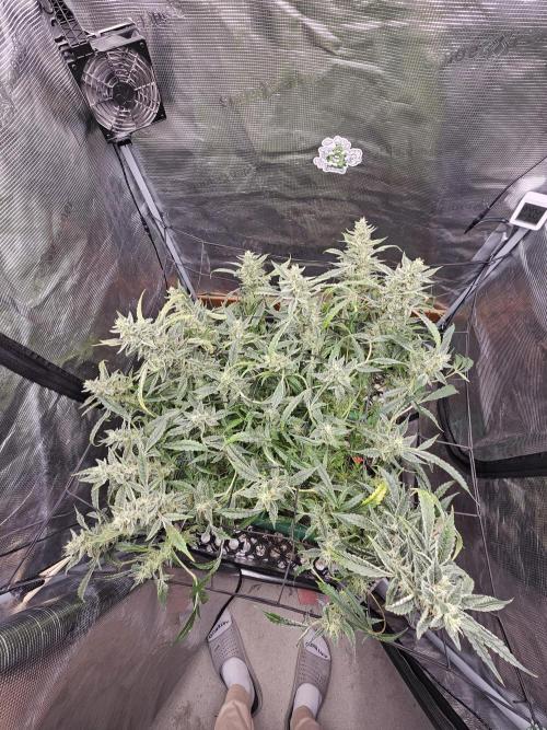 First Time in Coco... Send Help. Week 12