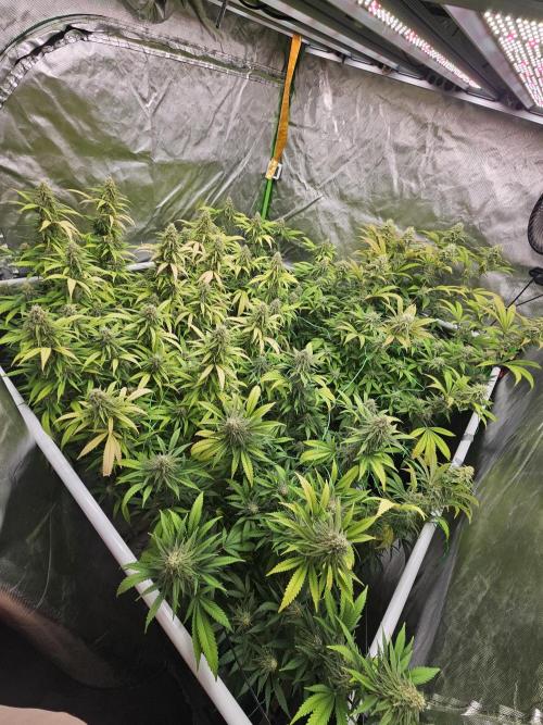 Three Sisters and a Tourist. Week 24