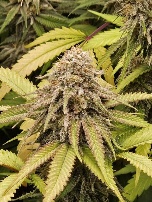 Three Sisters and a Tourist. Week 24