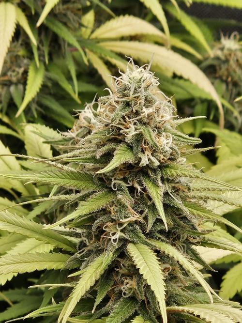 Three Sisters and a Tourist. Week 24