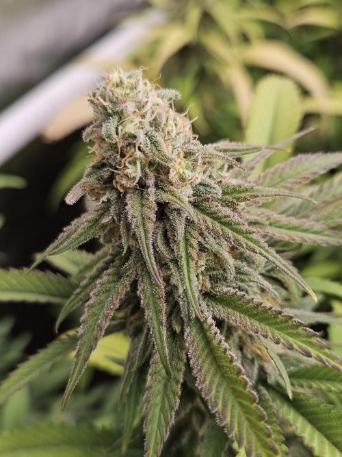 Three Sisters and a Tourist. Week 24