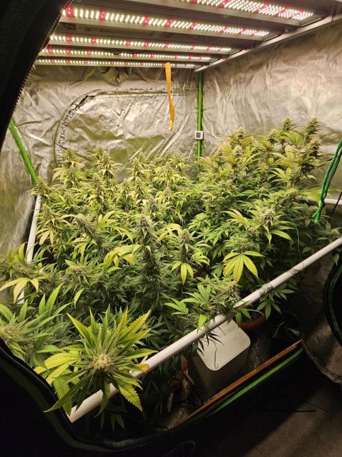 Three Sisters and a Tourist. Week 24