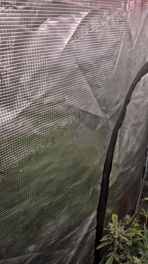 First Time in Coco... Send Help