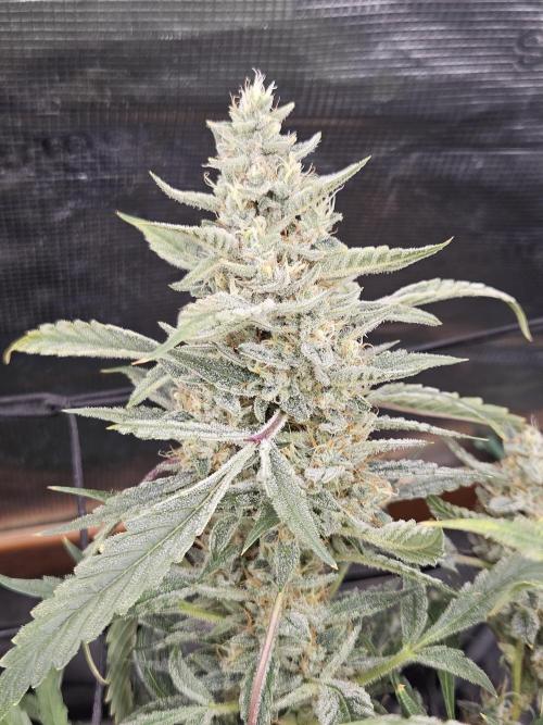 First Time in Coco... Send Help. Week 13