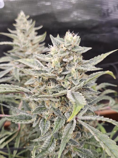 First Time in Coco... Send Help. Week 13