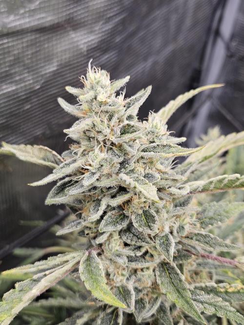 First Time in Coco... Send Help. Week 13