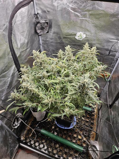 First Time in Coco... Send Help. Week 13