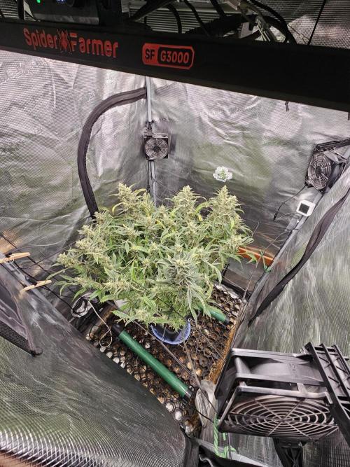 First Time in Coco... Send Help. Week 13