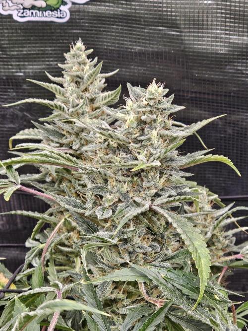 First Time in Coco... Send Help. Week 13