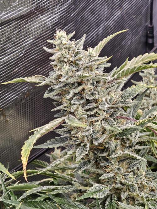 First Time in Coco... Send Help. Week 13