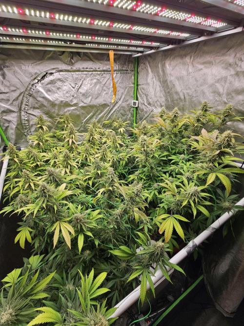 Three Sisters and a Tourist. Week 25