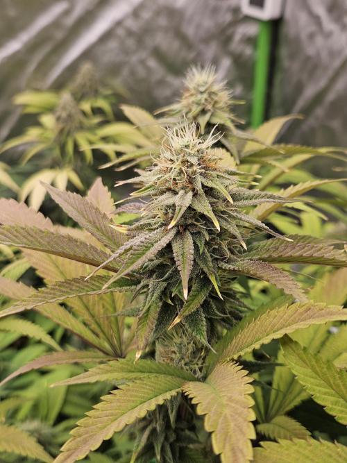 Three Sisters and a Tourist. Week 25