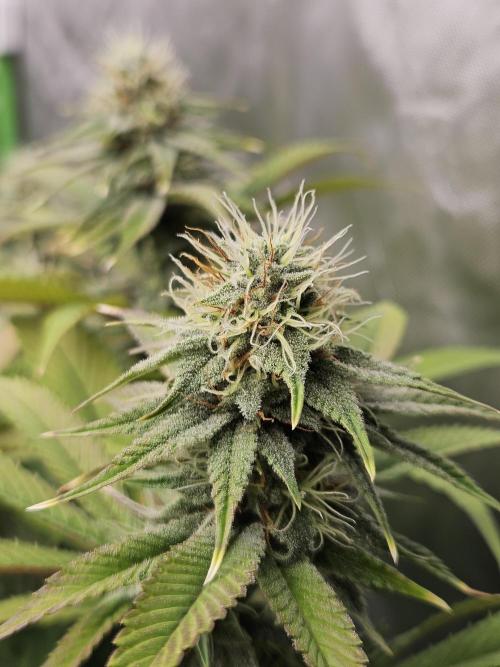 Three Sisters and a Tourist. Week 25