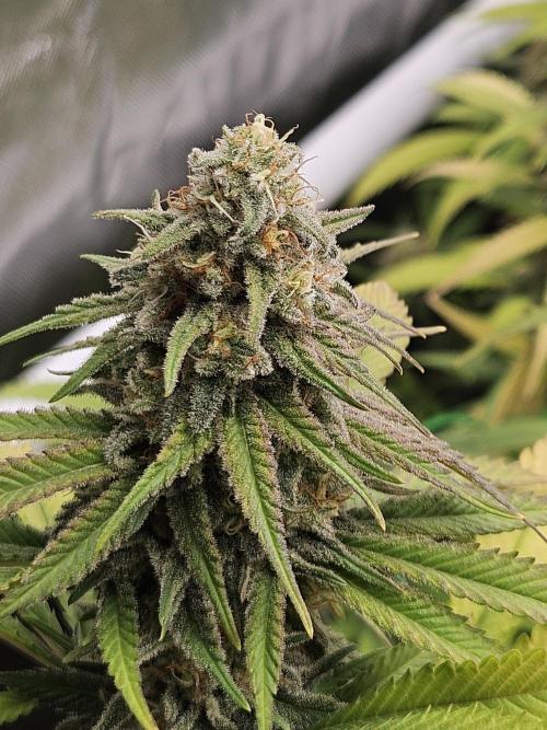 Three Sisters and a Tourist. Week 25