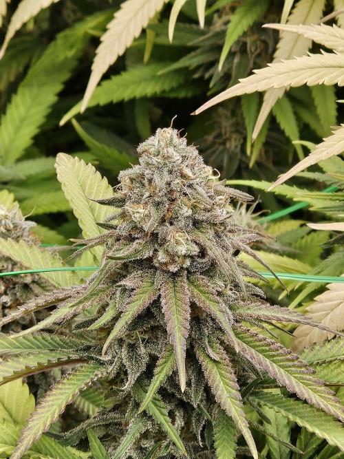 Three Sisters and a Tourist. Week 25