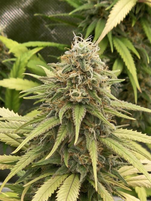 Three Sisters and a Tourist. Week 25