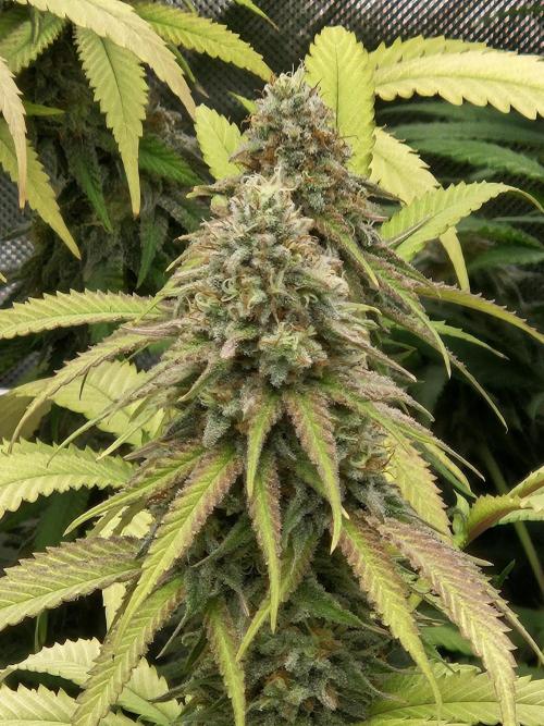 Three Sisters and a Tourist. Week 25