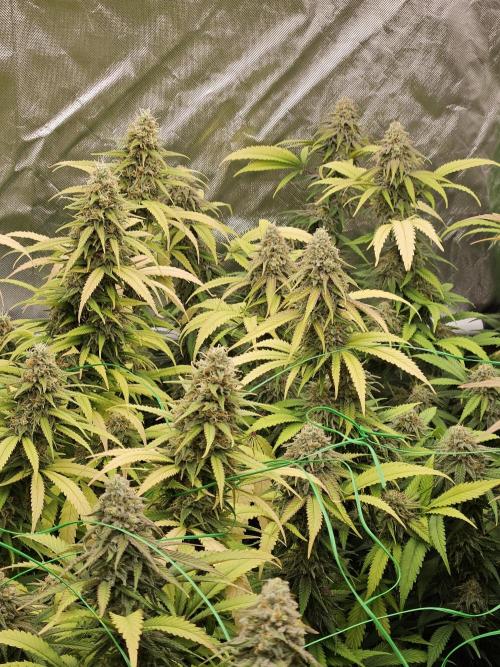 Three Sisters and a Tourist. Week 25