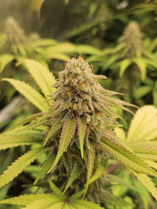 Three Sisters and a Tourist. Week 25