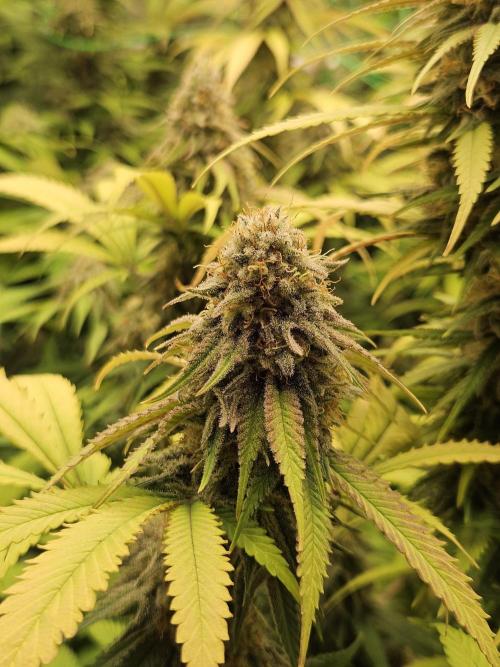 Three Sisters and a Tourist. Week 25