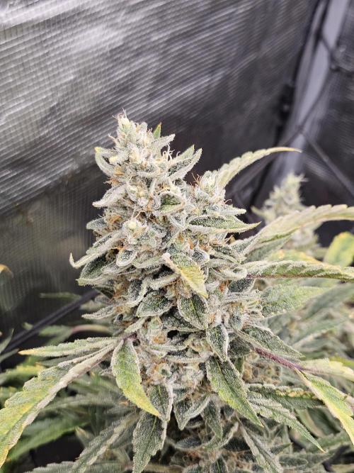 First Time in Coco... Send Help. Week 14