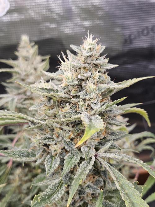 First Time in Coco... Send Help. Week 14