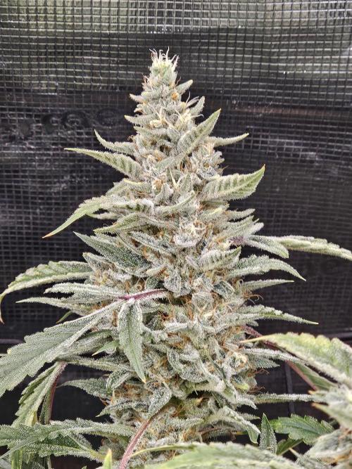 First Time in Coco... Send Help. Week 14