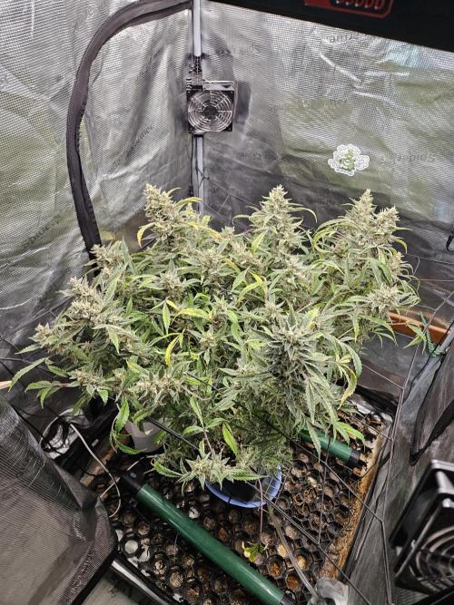 First Time in Coco... Send Help. Week 14