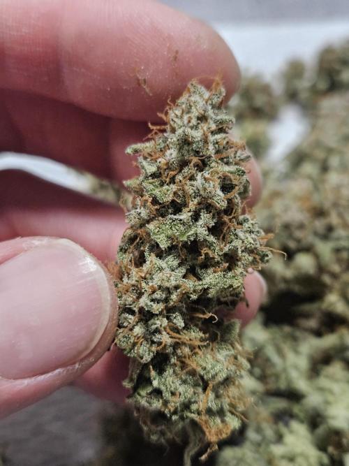 First Time in Coco... Send Help. Week 12