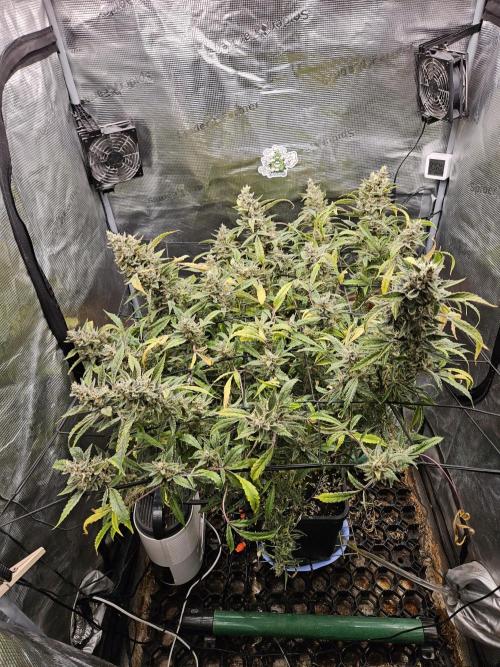 First Time in Coco... Send Help. Week 15