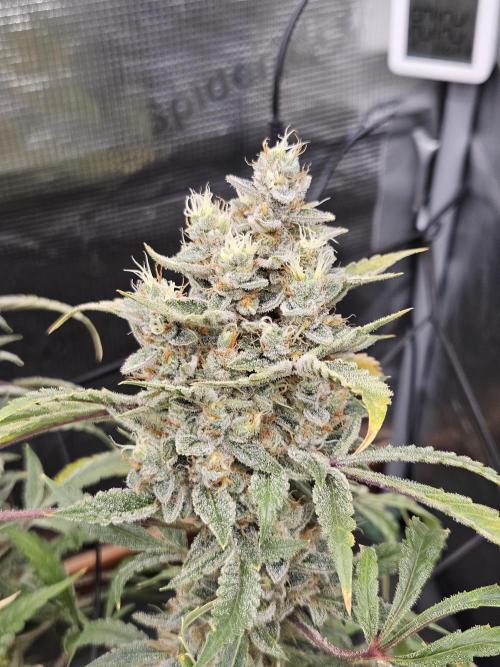First Time in Coco... Send Help. Week 15