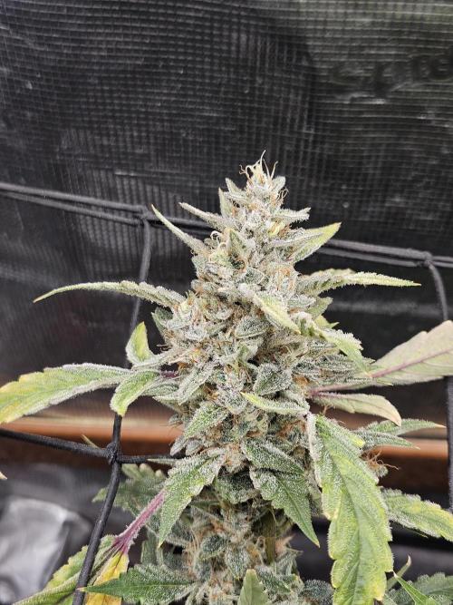 First Time in Coco... Send Help. Week 15