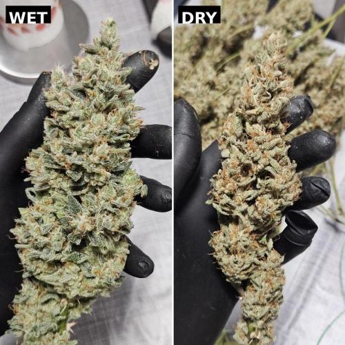Royal Queen Seeds - Hyperion F1 door PPFDaddy