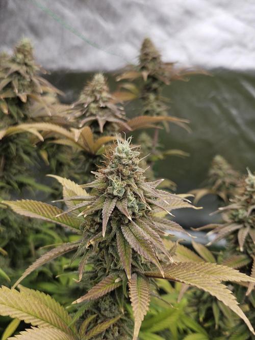 Three Sisters and a Tourist. Week 27