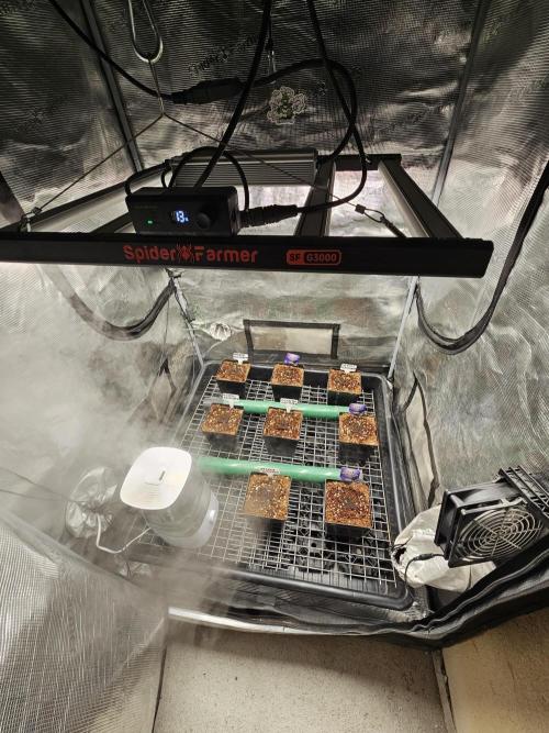 Automated oasis: Sticky Broccoli. Week 0