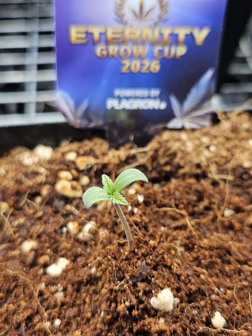 Automated oasis: Sticky Broccoli. Week 0