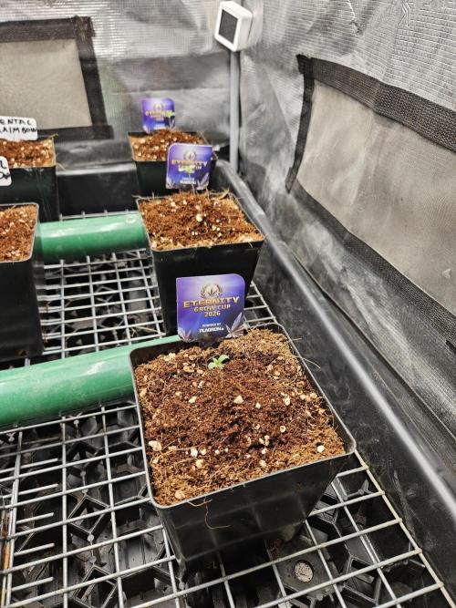 Automated oasis: Sticky Broccoli. Week 0
