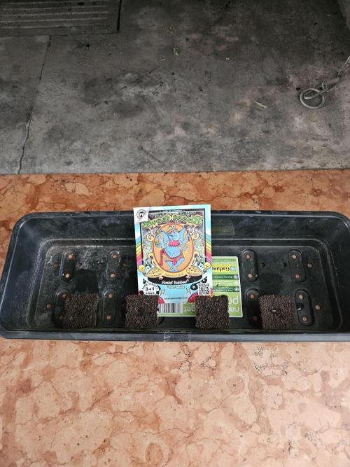 A Mindful Grow: Mental Rainbow. Week 0