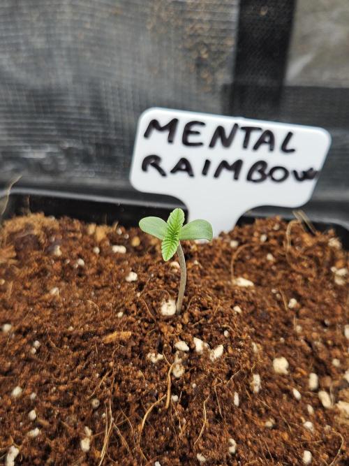 A Mindful Grow: Mental Rainbow. Week 0