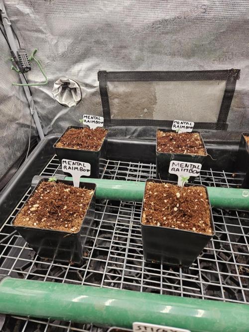 A Mindful Grow: Mental Rainbow. Week 0