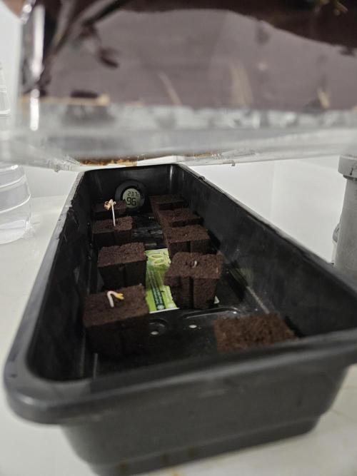 A Mindful Grow: Mental Rainbow. Week 0
