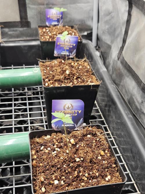 Automated oasis: Sticky Broccoli. Week 1