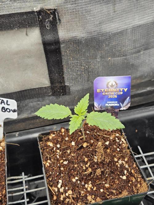 Automated oasis: Sticky Broccoli. Week 1