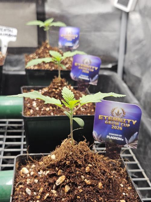 Automated oasis: Sticky Broccoli. Week 1