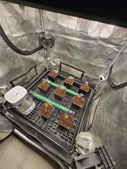A Mindful Grow: Mental Rainbow. Week 1