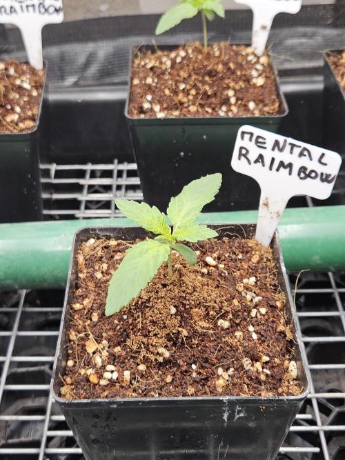 A Mindful Grow: Mental Rainbow. Week 1