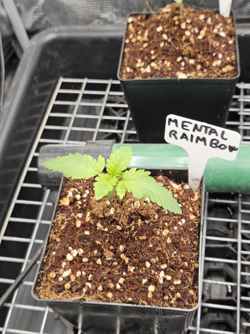 A Mindful Grow: Mental Rainbow. Week 1