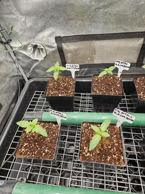 A Mindful Grow: Mental Rainbow. Week 1